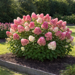 Hortenzia metlinatá (Hydrangea paniculata) ´LIVING COLOURFUL COCKTAIL´® by LIVING CREATIONS® - výška 20-30 cm, kont. C2L